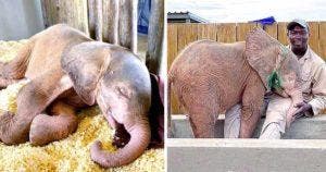 Un éléphanteau pris au piège d'un braconnier pendant 4 jours s'est bien rétabli