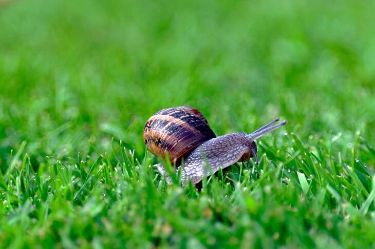 A snail in the garden
