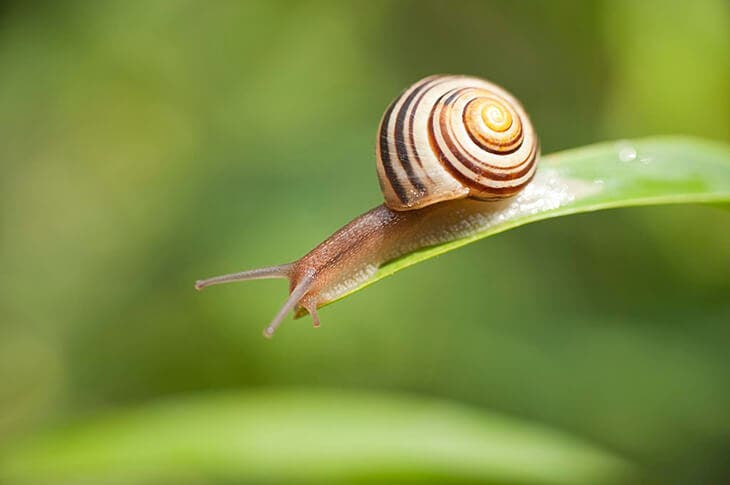 Un caracol en una planta