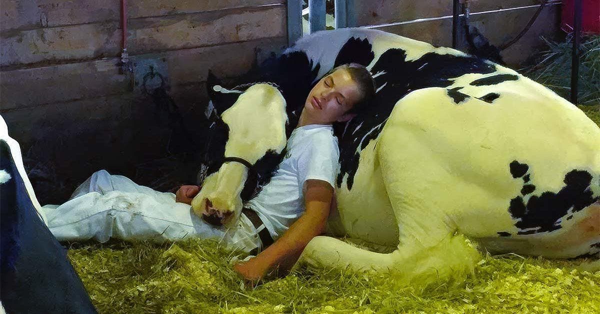 Un garçon épuisé et sa vache perdent un concours s’endorment et font fondre le coeur des internautes