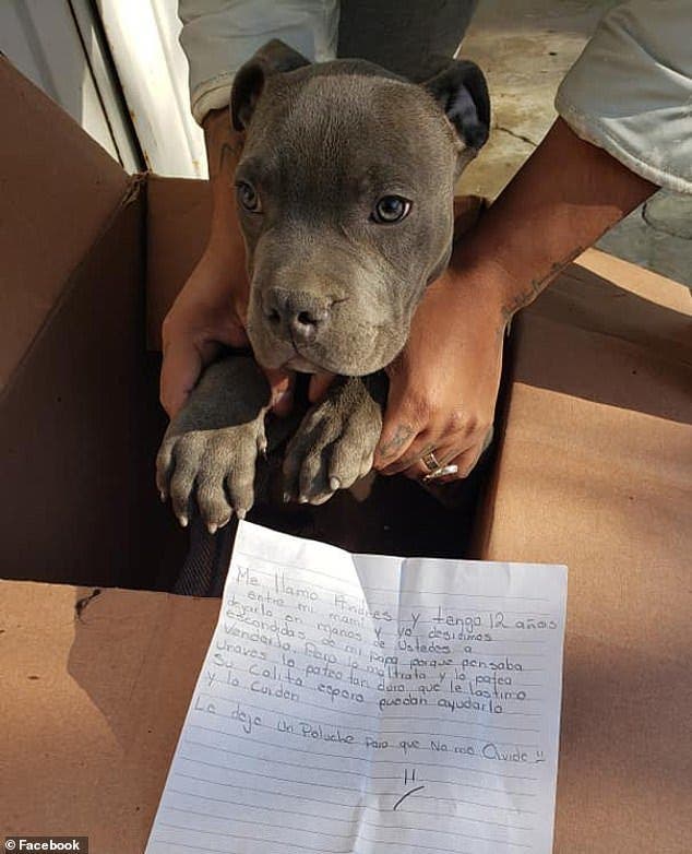 Un garçon laisse son chien adoré à là la porte de la SPA avec une lettre déchirante