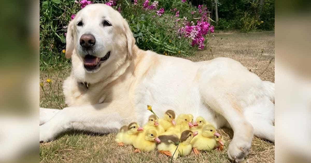 Un gentil Labrador devient le père adoptif de quinze canetons orphelins
