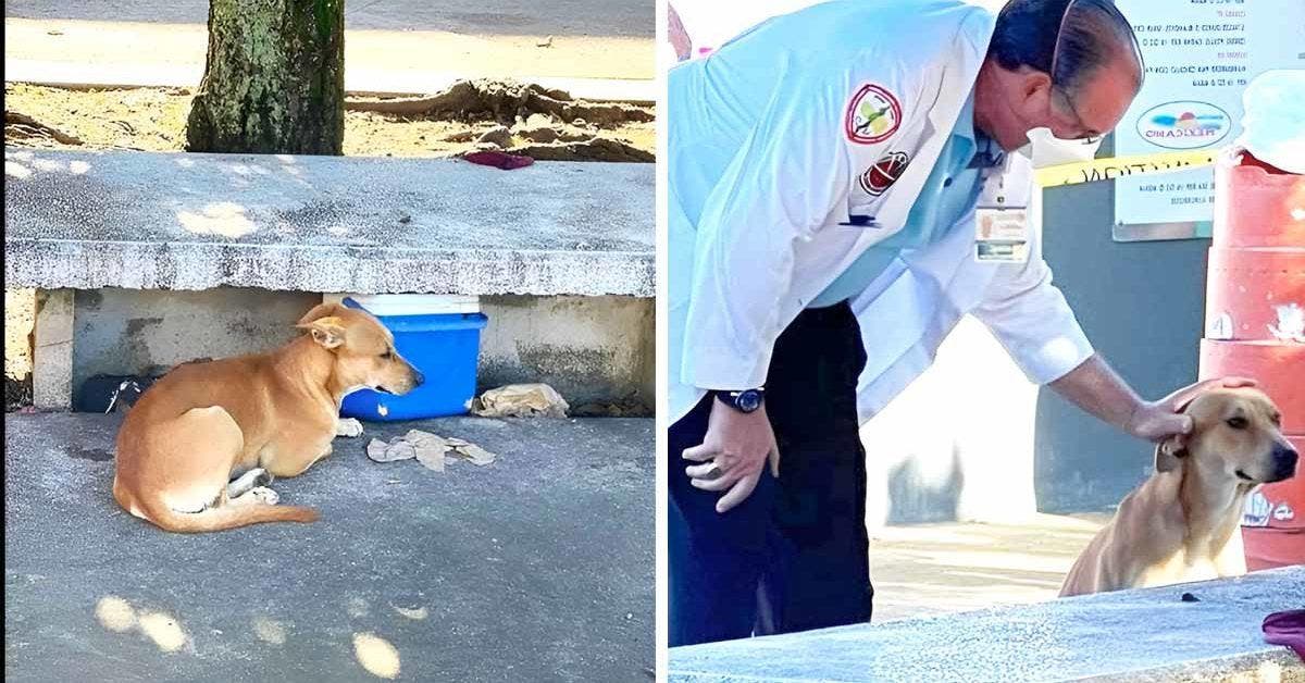 Un médecin adopte un chien qui s'est occupé pendant des heures de son maître décédé dans la rue