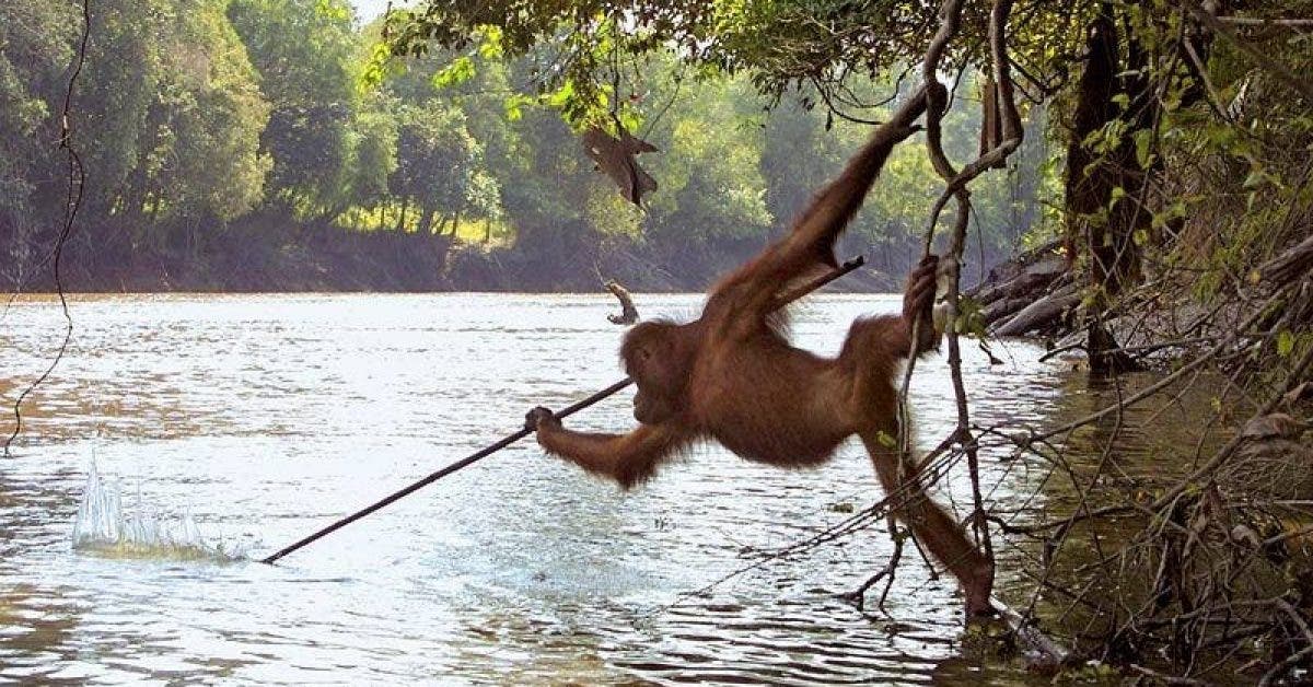 Un orang-outan photographié imitant les pêcheurs locaux en utilisant une lance pour attraper du poisson
