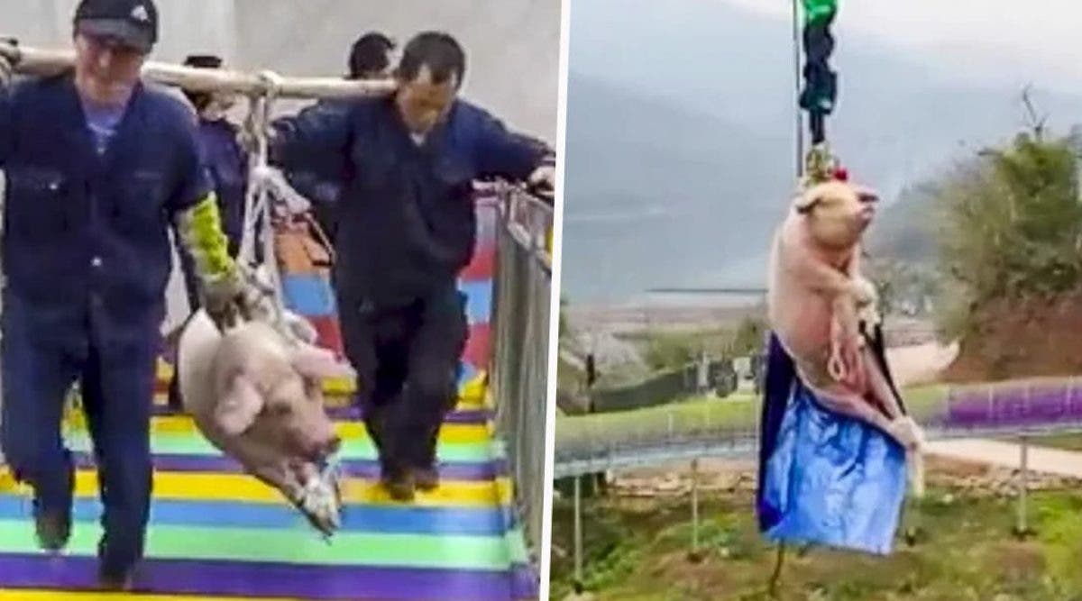 Un parc de jeux oblige un cochon hurlant à sauter 70 mètre dans le vide en élastique