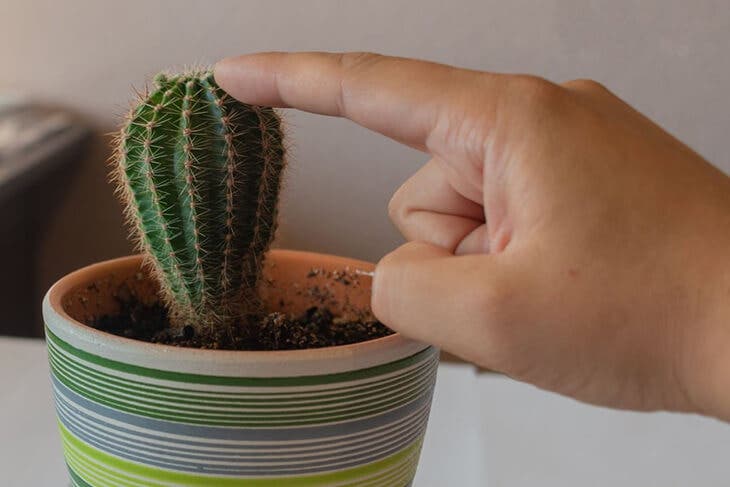 Un vaso contenente un cactus