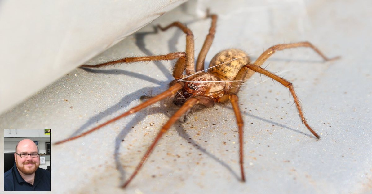 Un scientifique affirme qu’il ne faut pas tuer les araignées dans votre maison