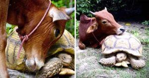 Un veau handicapé et une tortue géante sont les amis les plus improbables et les plus adorables