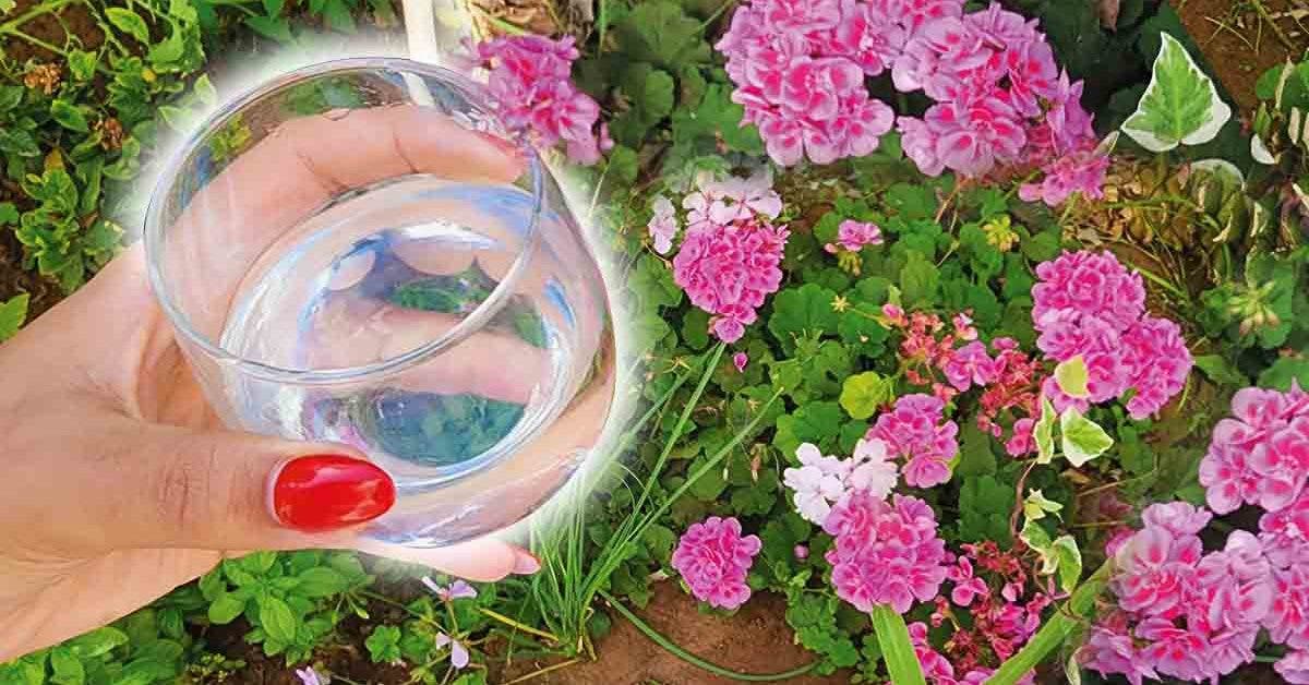 Un verre de vinaigre, c’est la solution parfaite au plus grand problème du jardin. Comment l'utiliser
