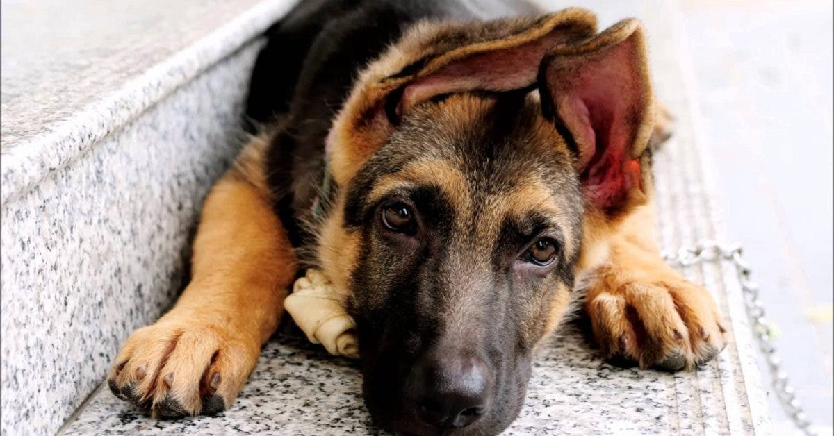 Un vétérinaire alerte contre une nouvelle infection qui se répand chez les chiens et les humains