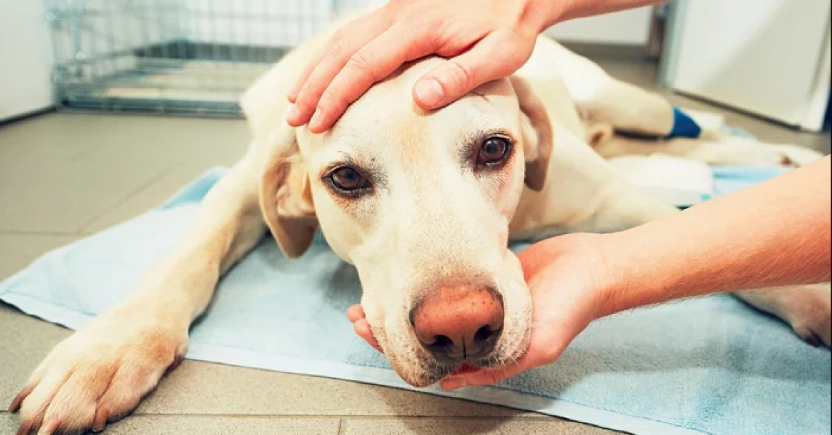 Un vétérinaire explique pourquoi il est si important d'être avec votre animal
