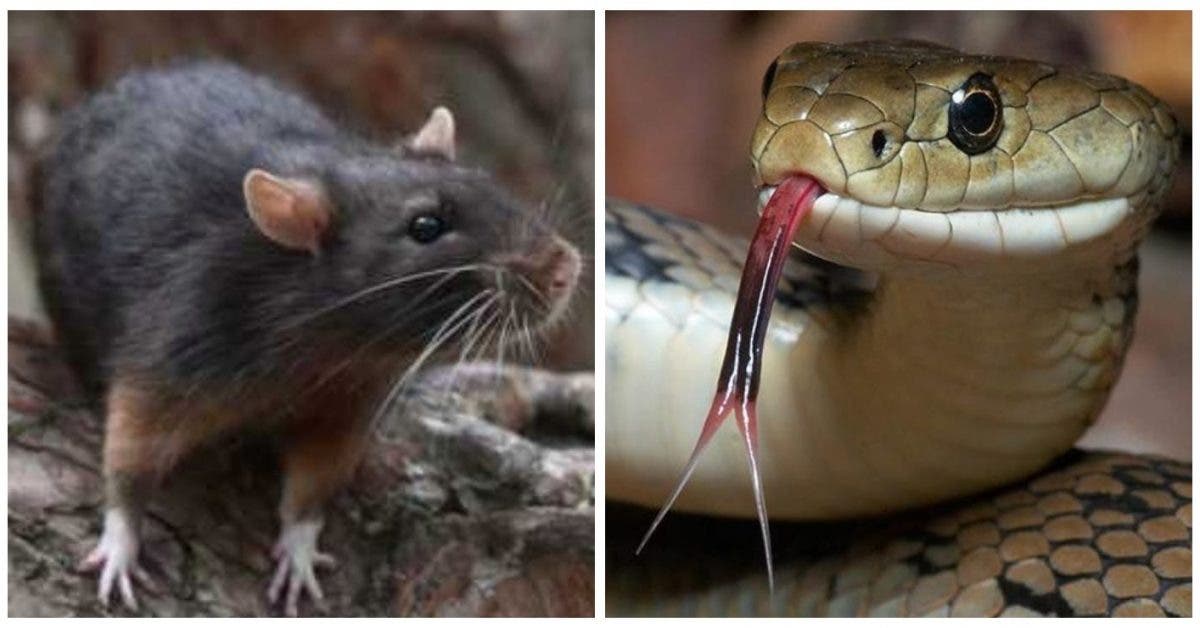 serpent rat sani-valentin