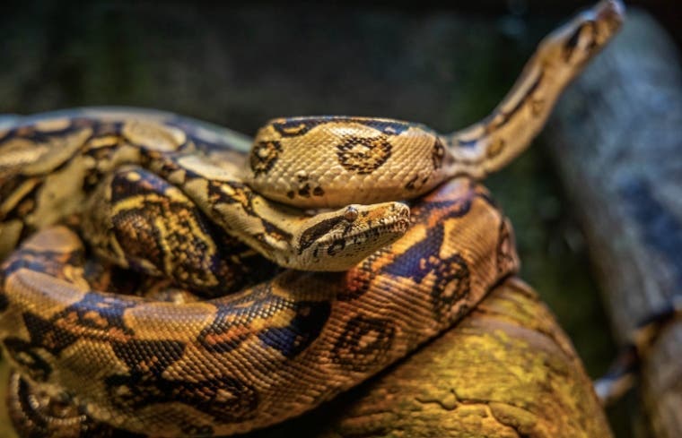 Un Zoo Propose De Renommer Un Rat Par Le Nom De Votre Ex Et Le Donner A Manger A Un Serpent Le Jour De La Saint Valentin