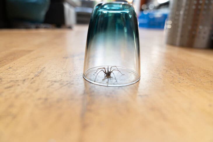 Una araña atrapada debajo de un vidrio