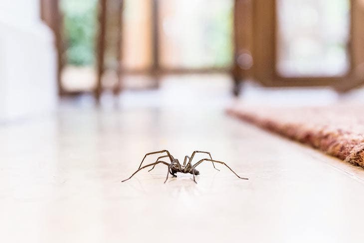 Una araña en la casa