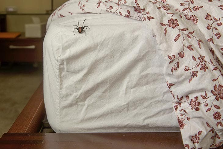 spider on bed