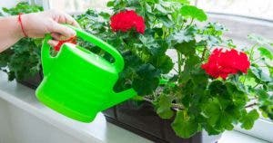 Une astuce magique pour faire fleurir les géraniums toute l’année