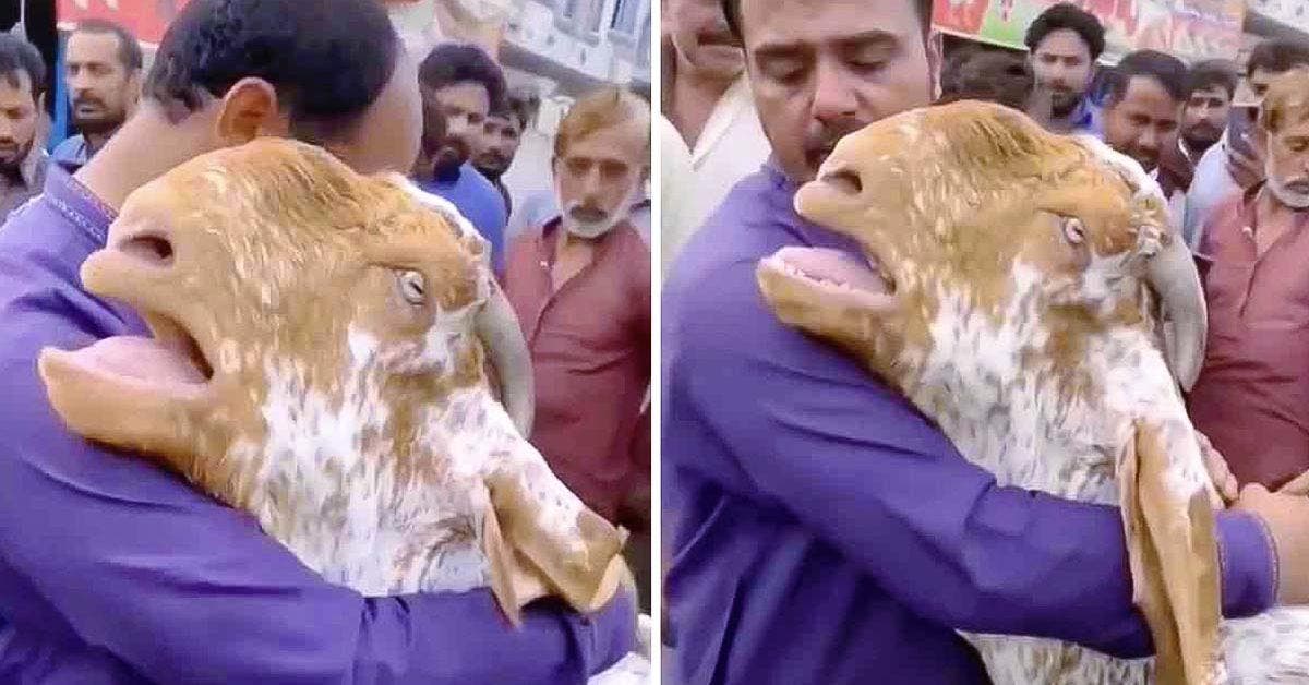 Une chèvre embrasse son maître et pleure comme un humain pour qu'il ne la vende pas dans une vidéo touchante
