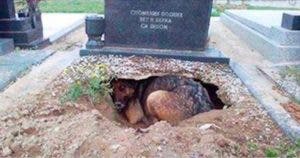 Une chienne refuse de s’éloigner d’une tombe. Une femme s’approche d’elle et découvre l'incroyable vérité