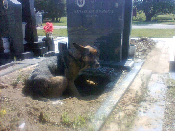 Une chienne refuse de s’éloigner d’une tombe