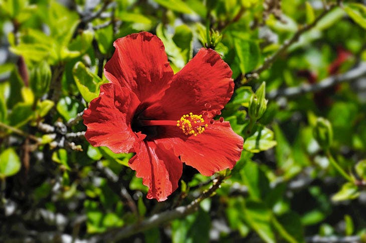 Une fleur d'hibiscus rouge