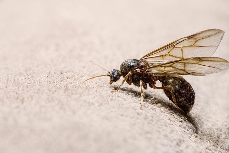 una hormiga voladora