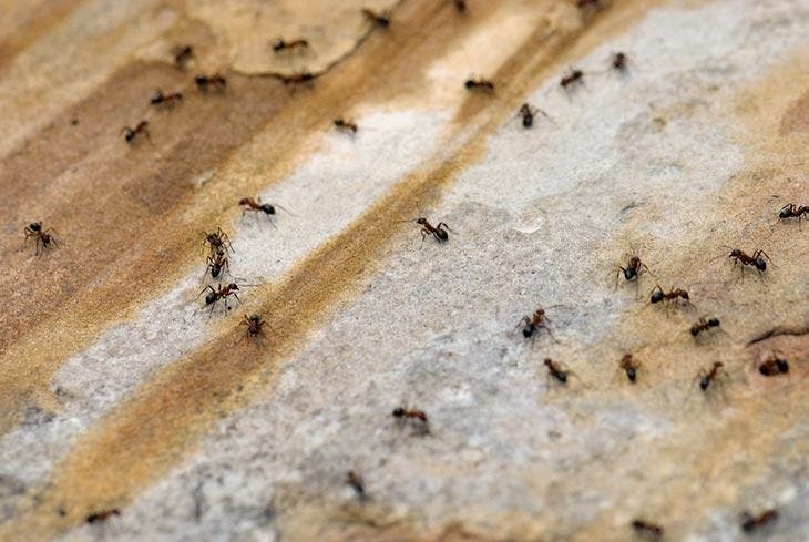Una invasión de hormigas