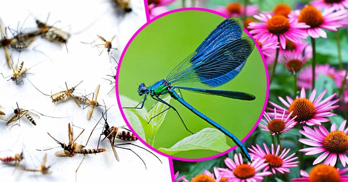 Une libellule peut tuer 100 insectes par jour : cultiver cette plante pour les attirer