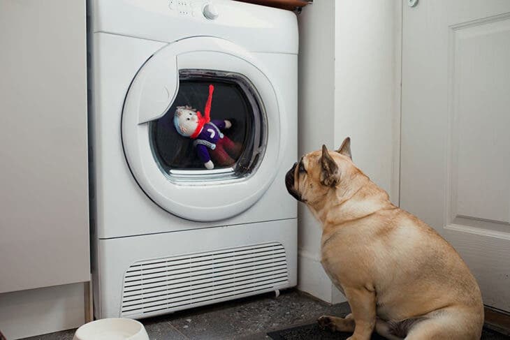 Una lavatrice con un cane