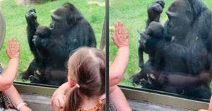 Une maman gorille fait fondre le cœur des visiteurs du zoo en présentant son bébé