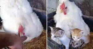 Une mère poule adopte des chatons sans défense et les garde au chaud