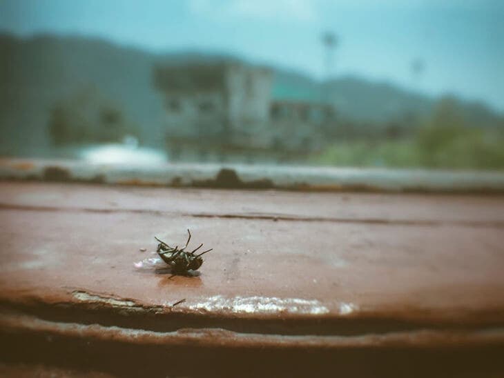 Una mosca morente