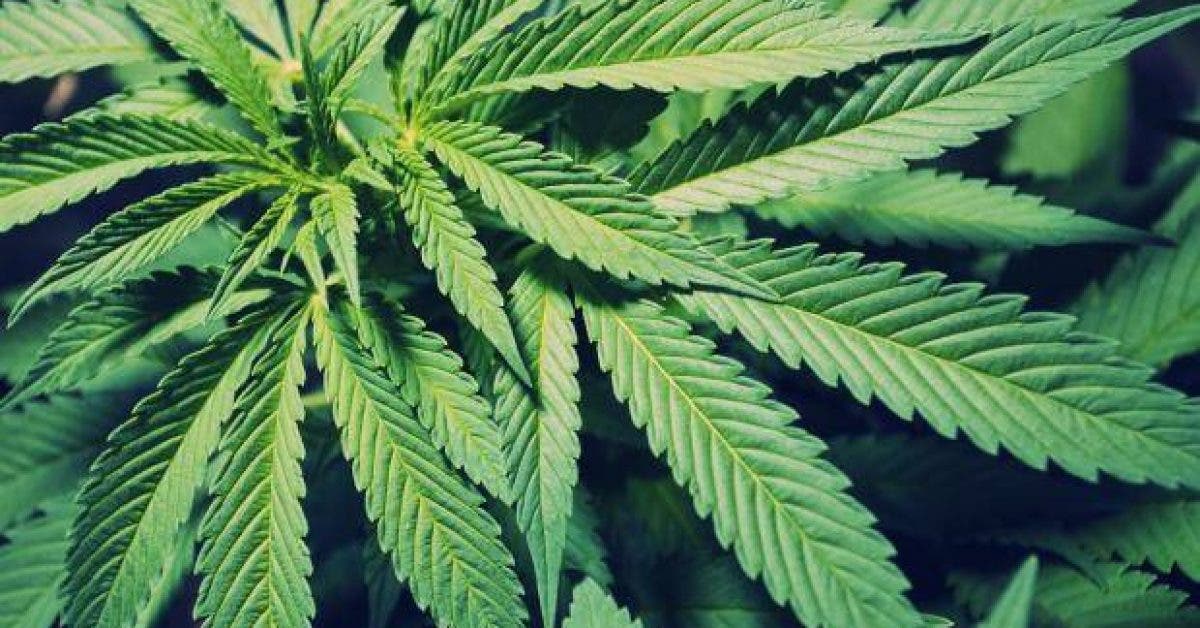 Une nouvelle étude sur le cannabis change tout