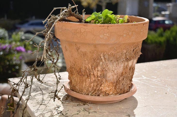 Una planta dañada