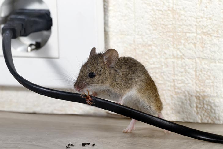 Un raton en la casa