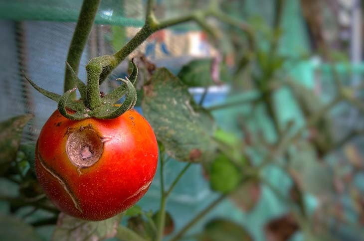 Un tomate dañado por plagas_