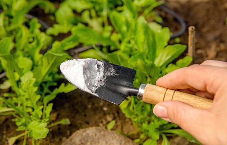Použití jedlé sody na zahradě
