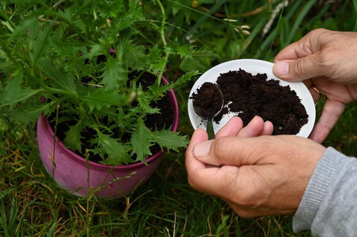 Use coffee grounds for plants