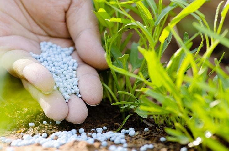 Usa la urea como fertilizante en tu jardín