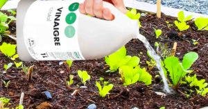 Verser du vinaigre sur vos plantes - cest la solution au plus grand probleme du jardin