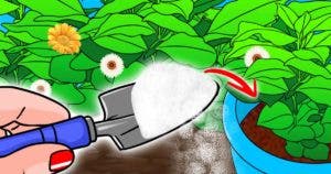 Versez du sel dans le jardin : le truc des jardiniers qui fonctionne à tous les coups