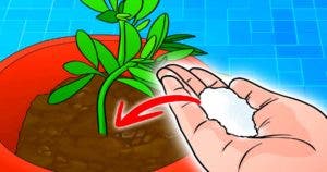 Versez du sel sur les plantes