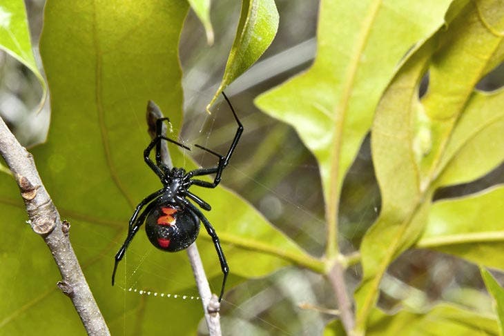 Araignée violoniste : 5 questions sur cette petite bête de