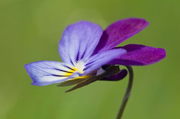 Viola tricolore