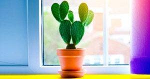 Voici ce qui arrive quand un cactus pousse dans votre maison001