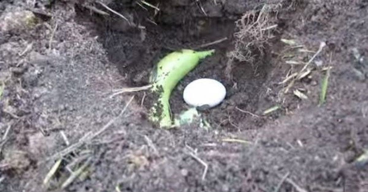 Voici ce qui est arrive quand il a mis une banane et un oeuf dans le sol 1