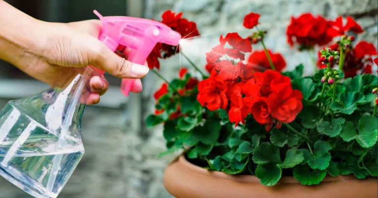 Géranium : quand et comment le tailler pour une floraison spectaculaire