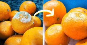 Voici comment conserver les oranges pour qu'elles ne moisissent pas001