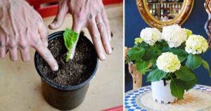 Voici comment cultiver l'hortensia en pot 54545