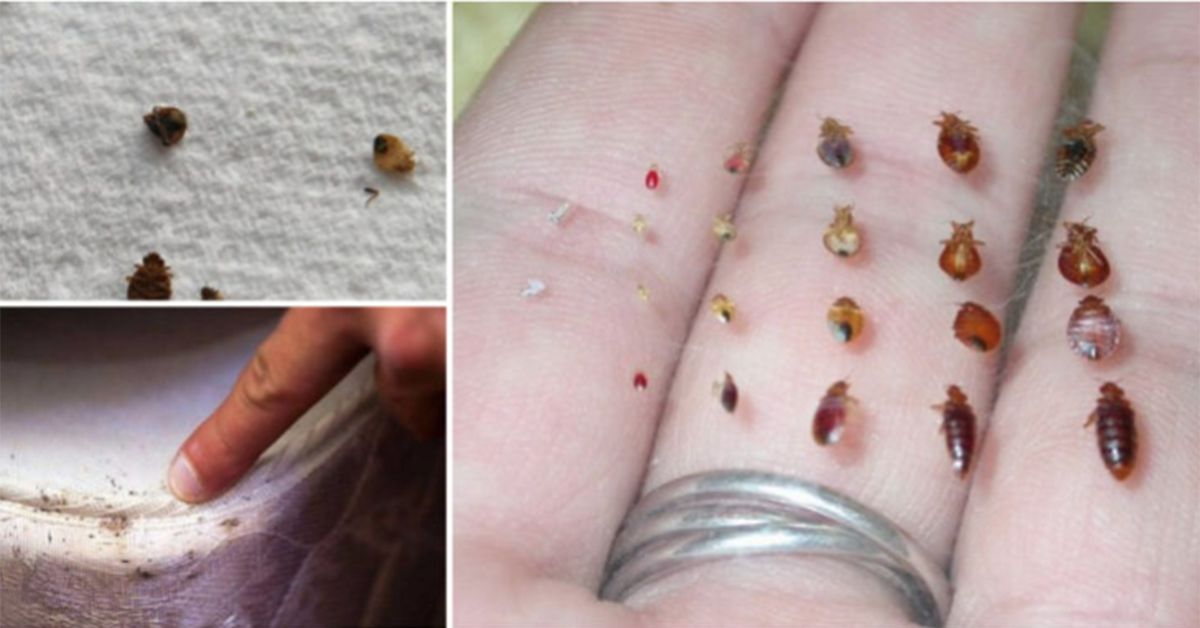 Voici comment éliminer les insectes qui se cachent dans votre lit
